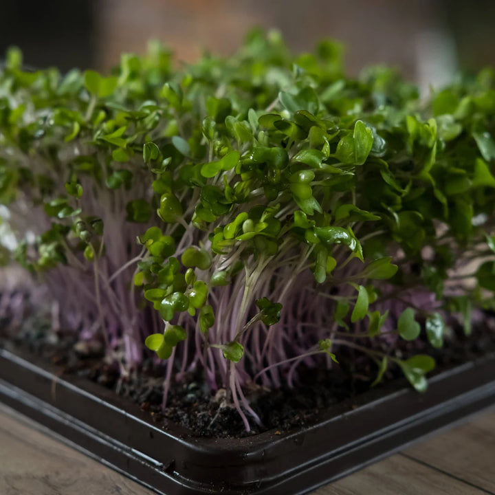 Spicy Microgreen Blend