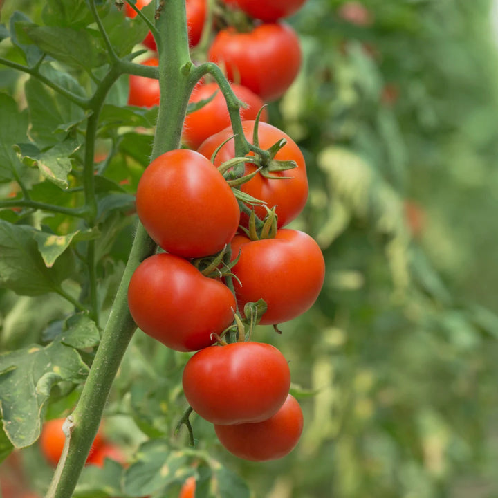 Starfire Improved Tomato