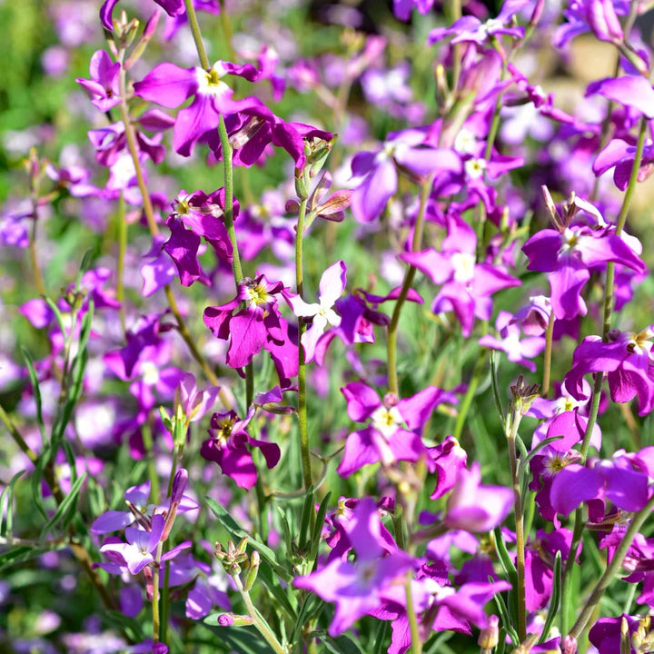 Evening Scented Stocks