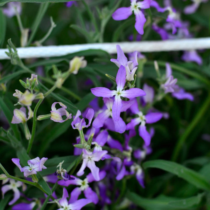 Evening Scented Stocks