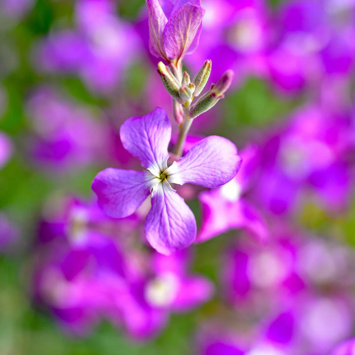 Evening Scented Stocks