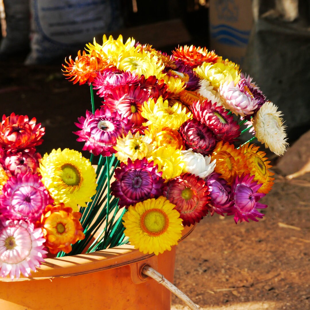 Mixed Strawflower