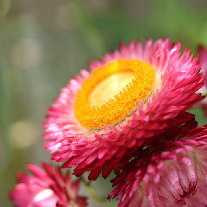 Mixed Strawflower