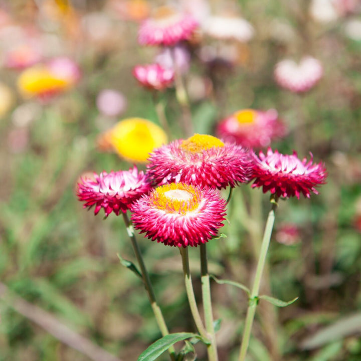 Mixed Strawflower