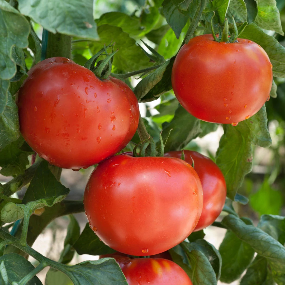 Sub Arctic Plenty Tomato