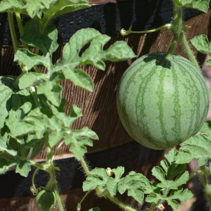 Sugar Baby Watermelon