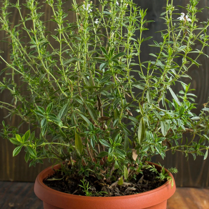 Summer Savory