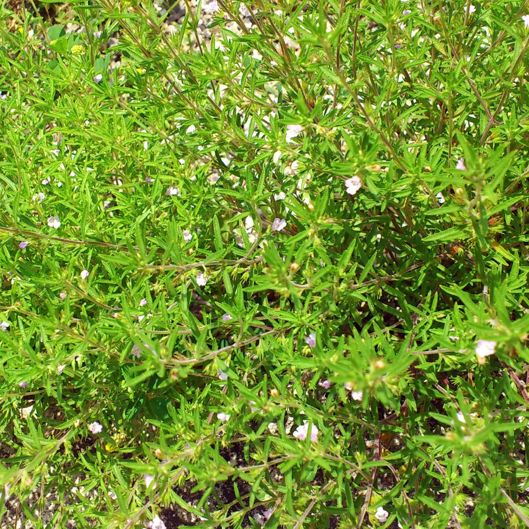 Summer Savory