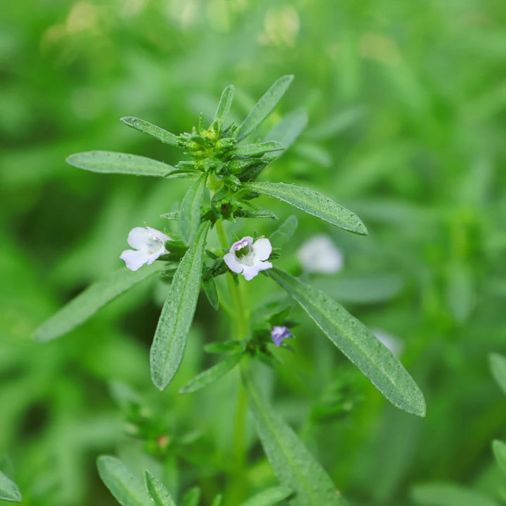 Summer Savory