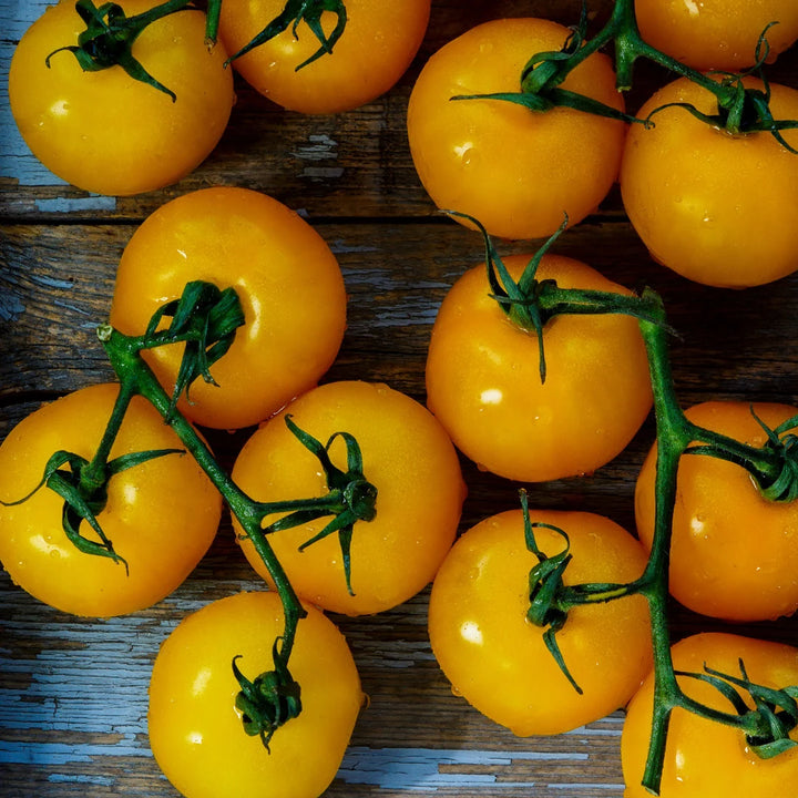 Sungold Cherry Tomato