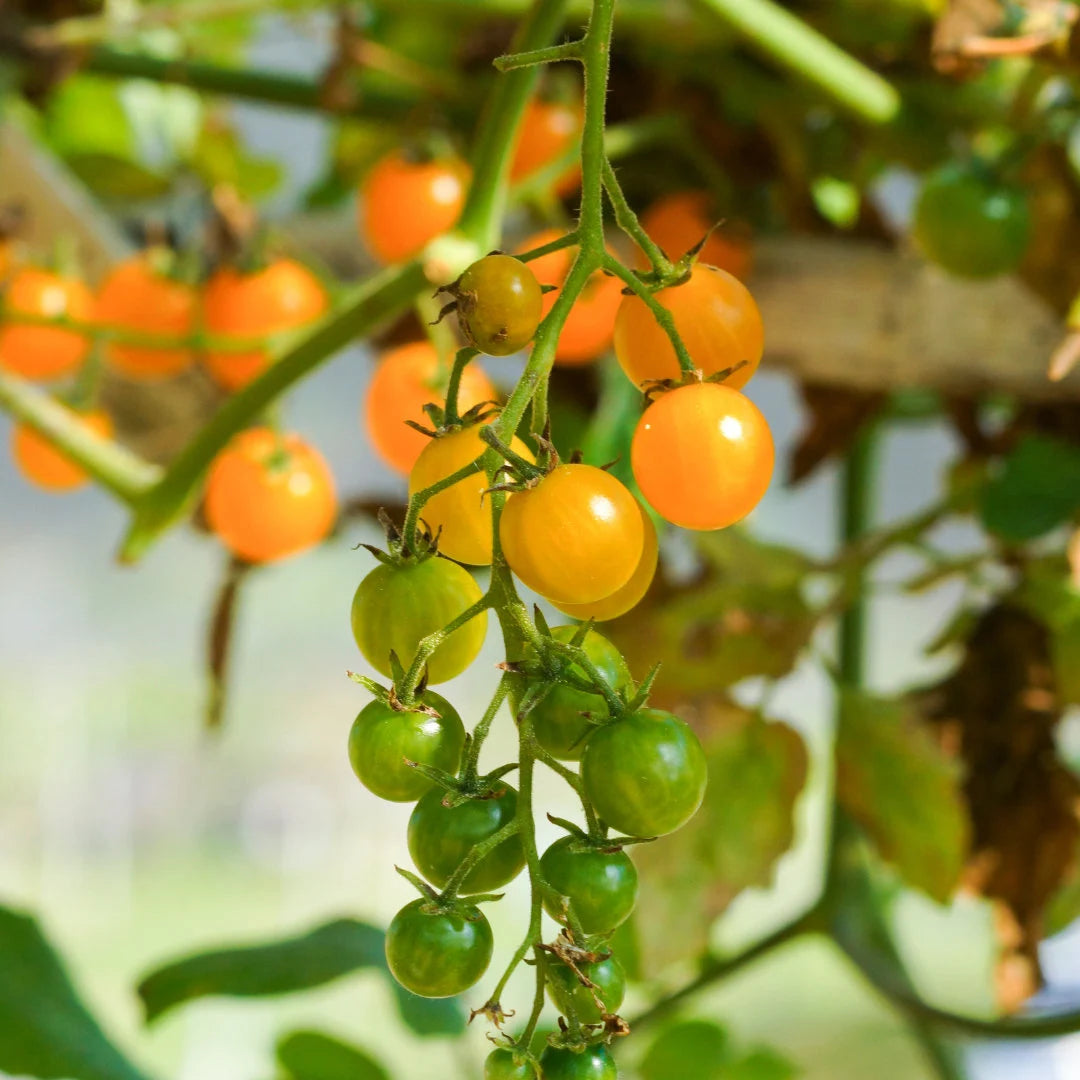 Sungold Cherry Tomato