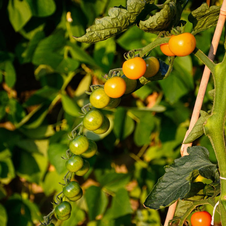 Sungold Cherry Tomato