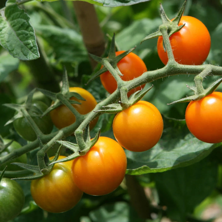 Sungold Cherry Tomato