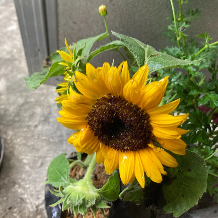 Sunspot Dwarf Sunflower