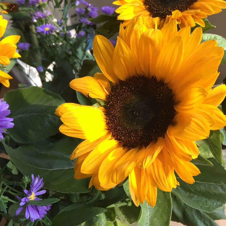 Sunspot Dwarf Sunflower