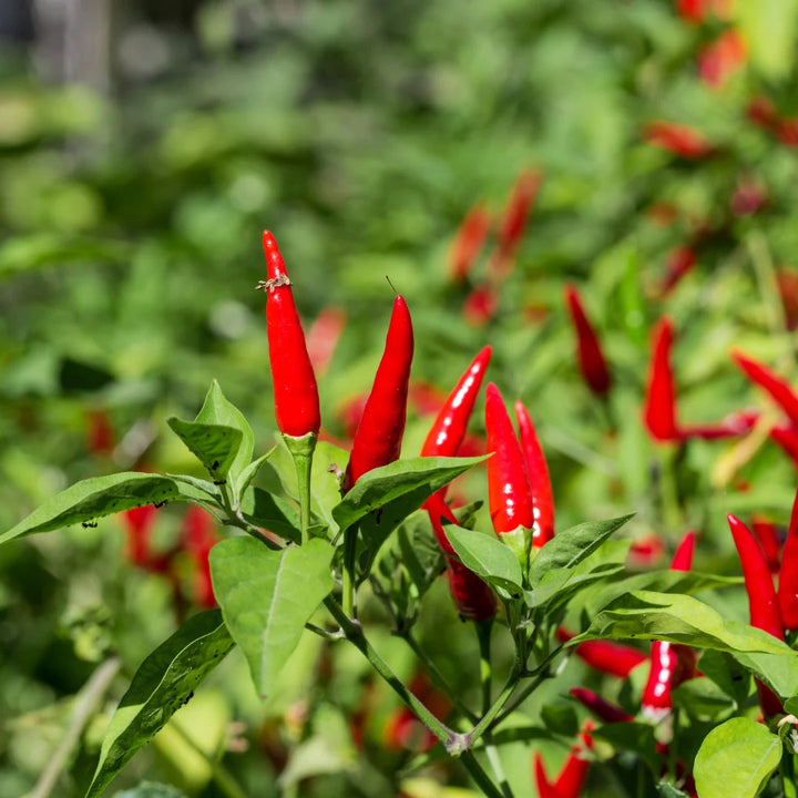 Super Chili Hybrid Pepper