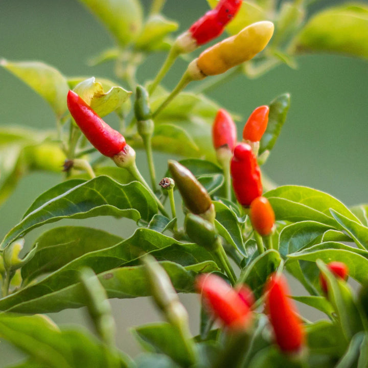 Super Chili Hybrid Pepper