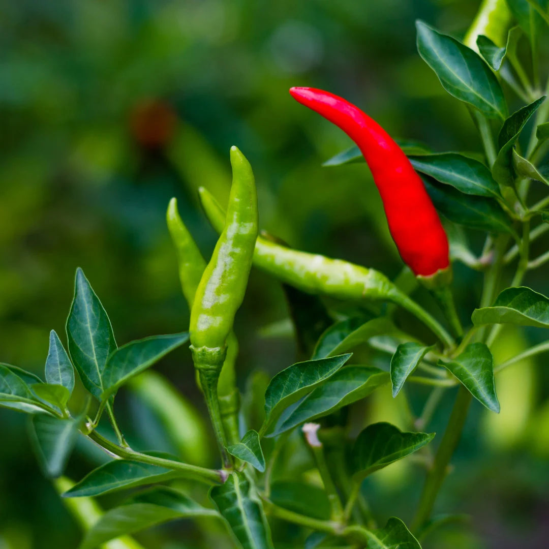 Super Chili Hybrid Pepper