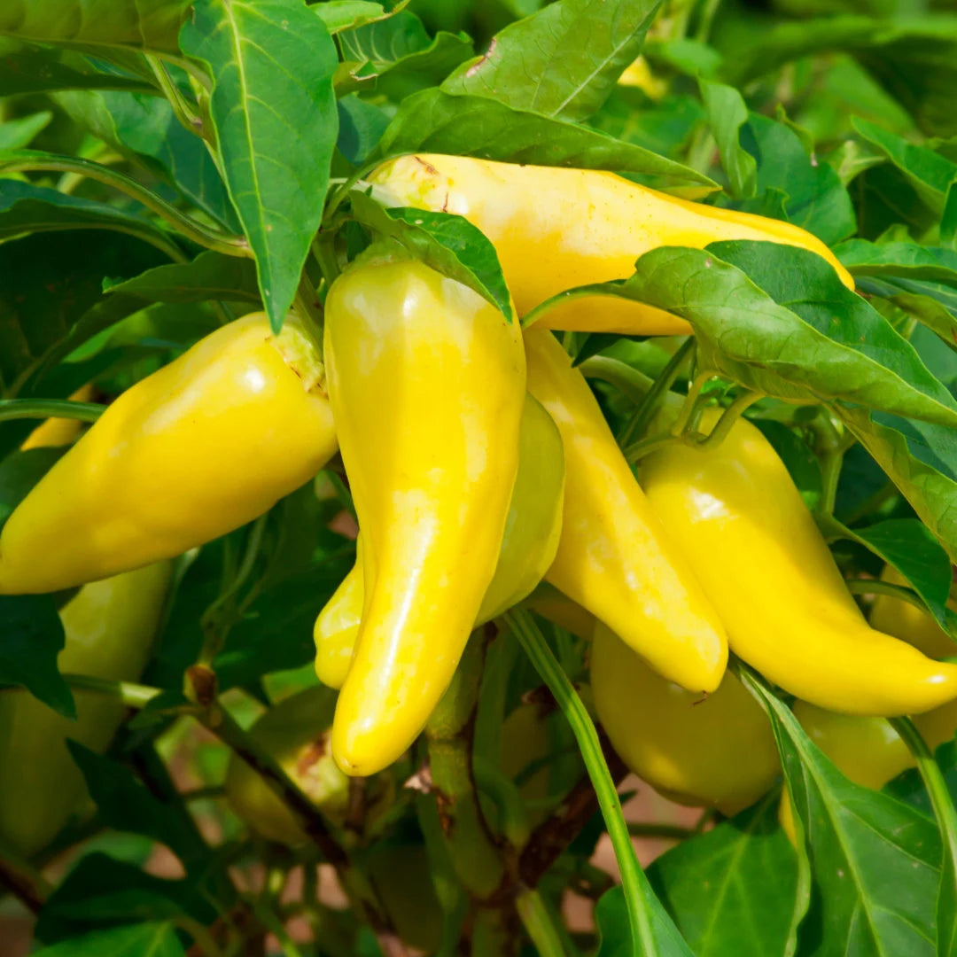 Sweet Banana Pepper