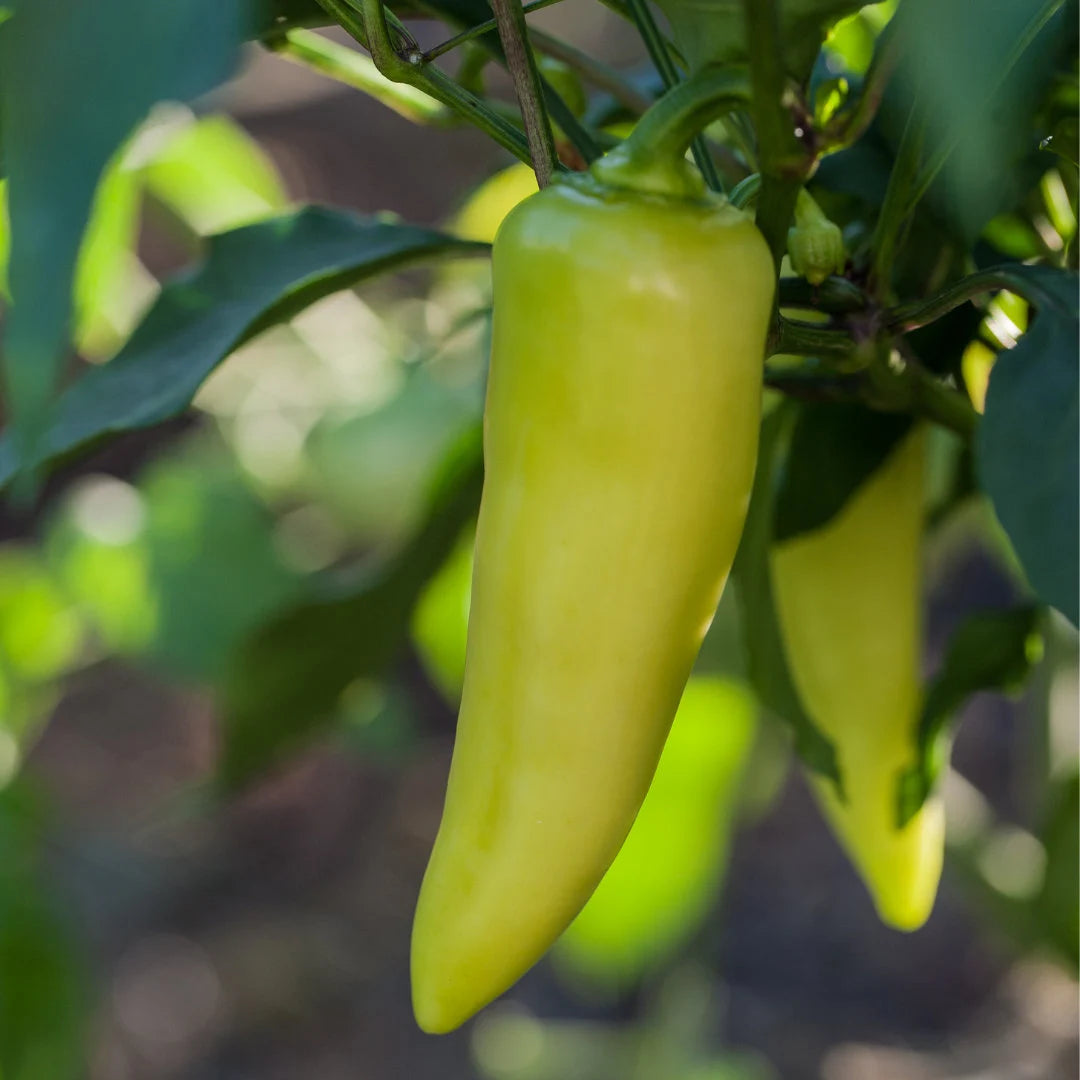 Sweet Banana Pepper