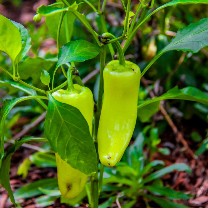 Sweet Banana Pepper