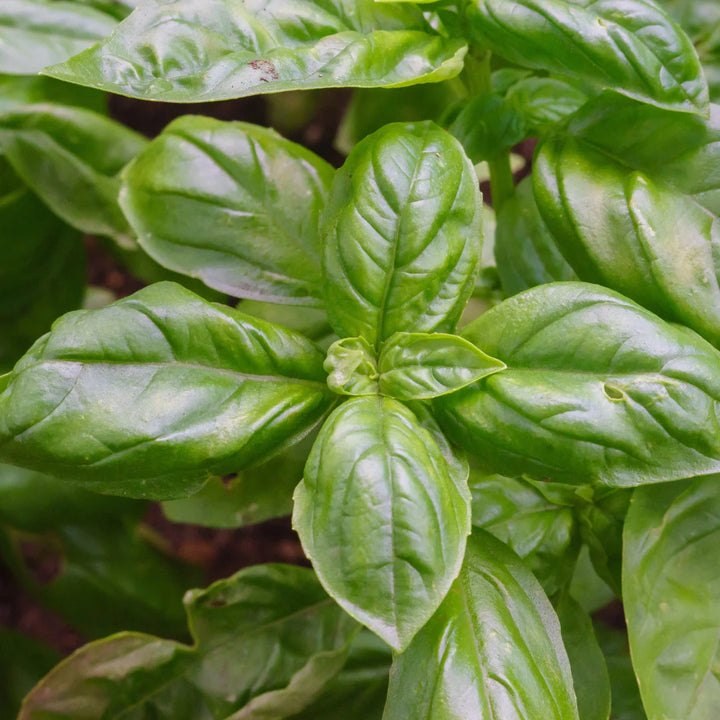 Sweet Basil