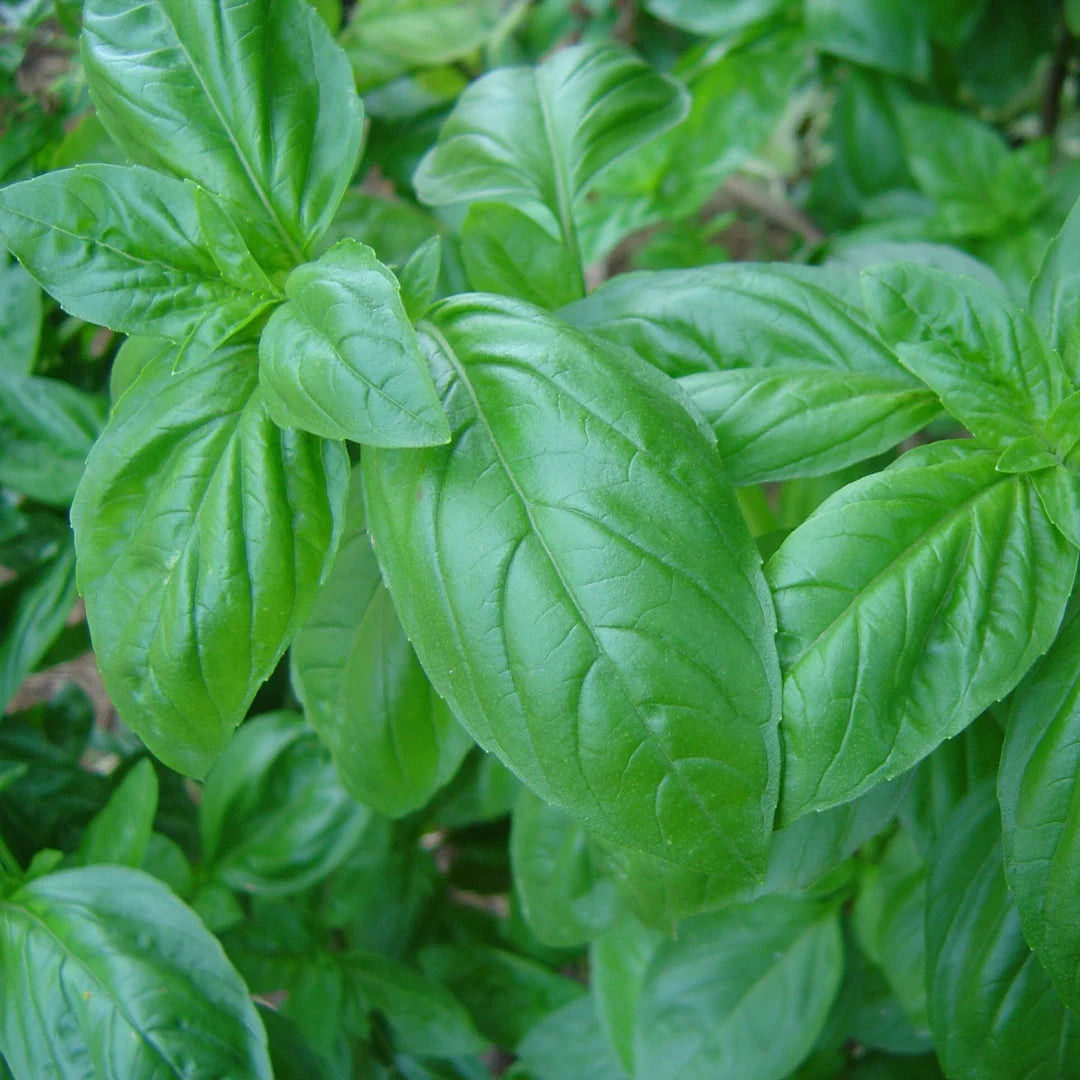 Sweet Basil