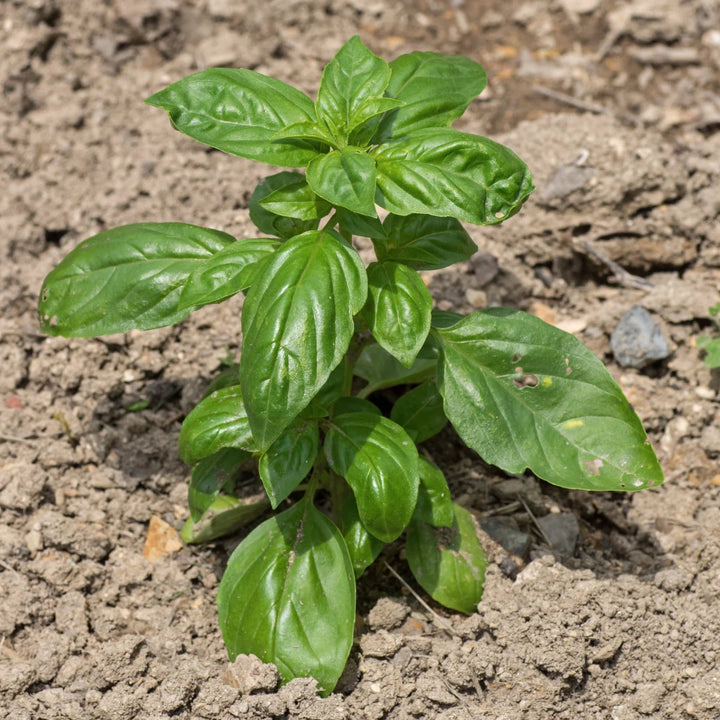 Sweet Basil