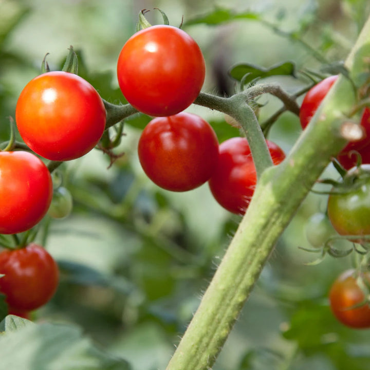 Sweetie Cherry Tomato