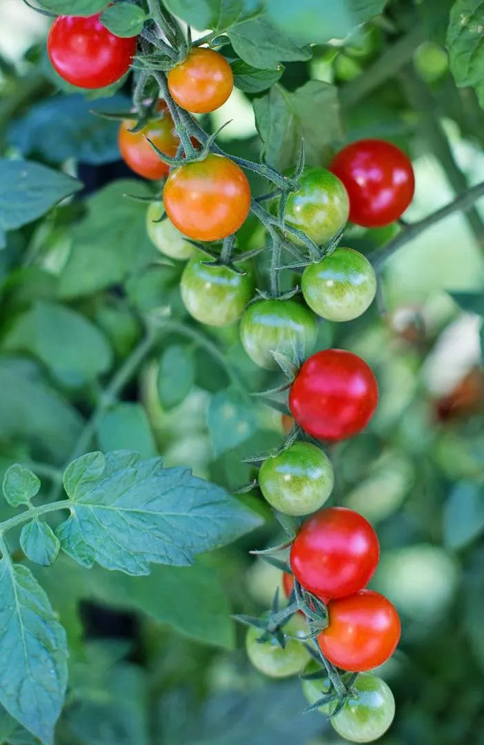 Sweetie Cherry Tomato