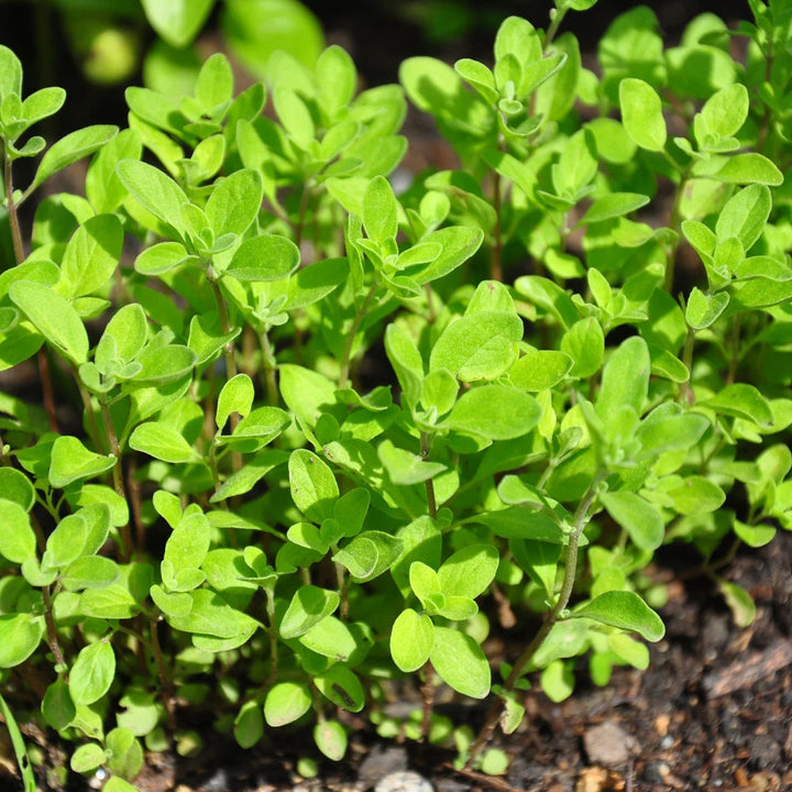 Sweet Marjoram