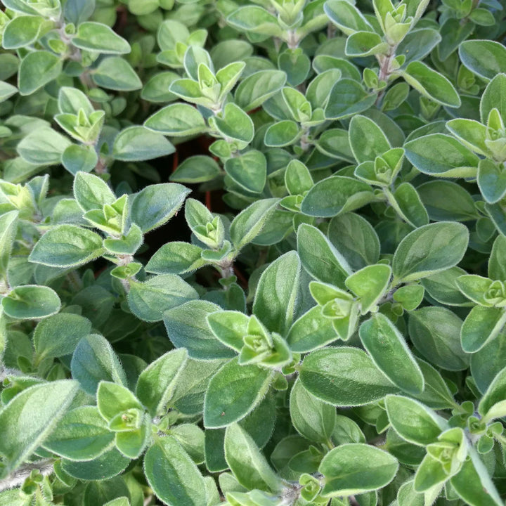 Sweet Marjoram