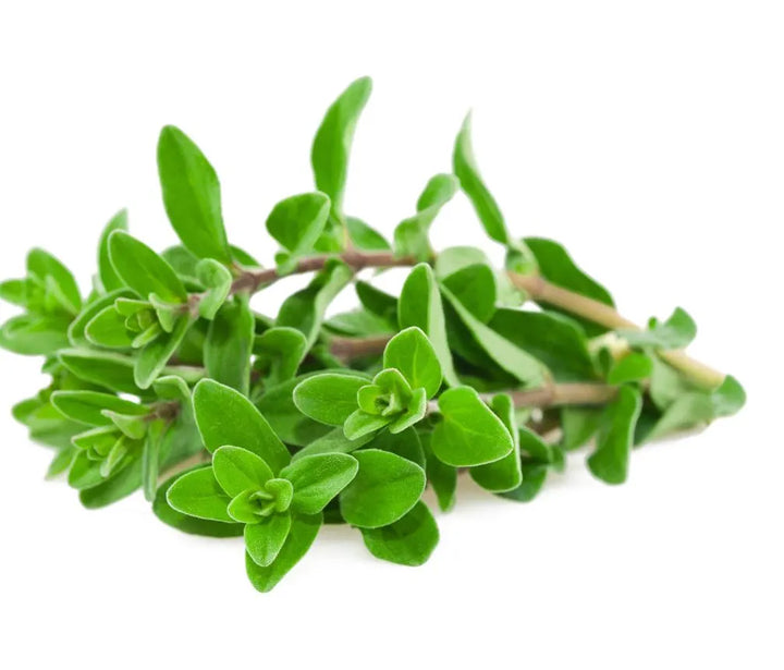 Sweet Marjoram