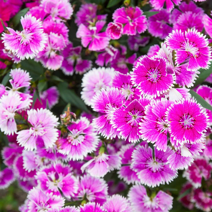 Giant Single Mix Dianthus