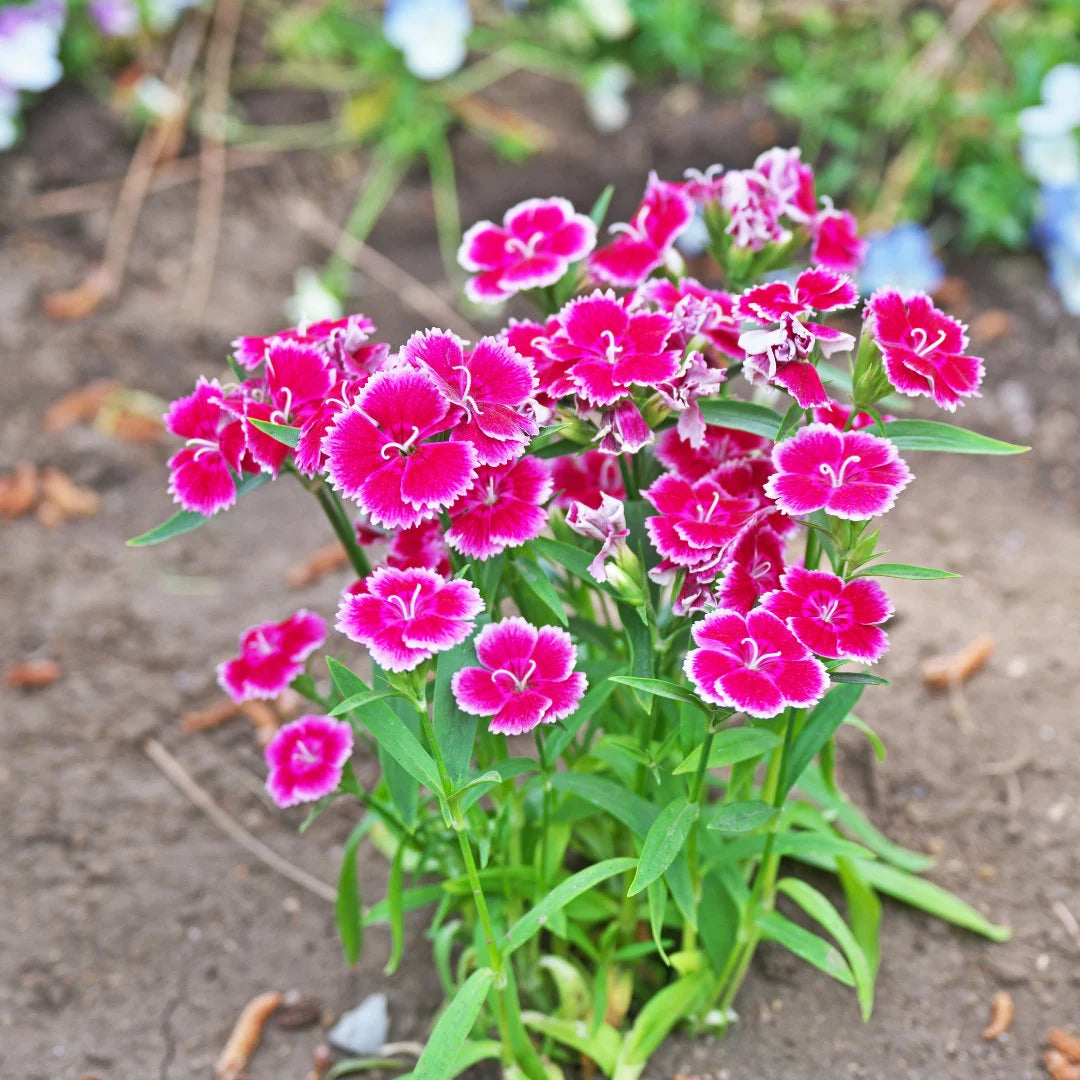 Giant Single Mix Dianthus