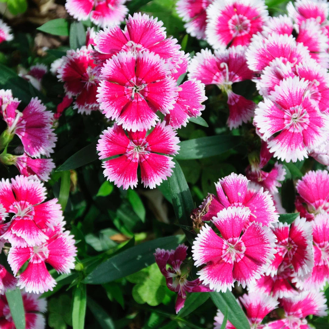 Giant Single Mix Dianthus