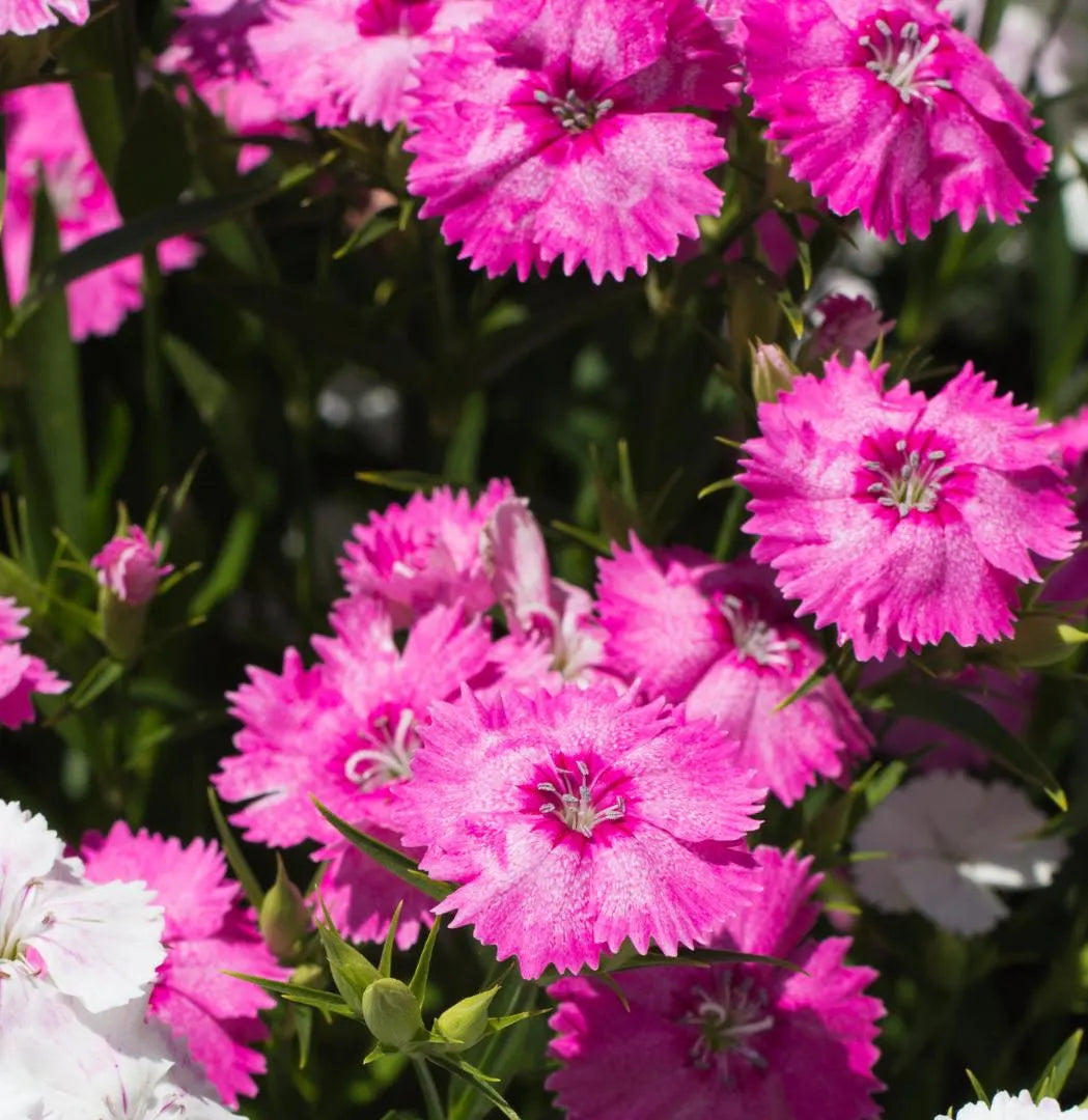 Giant Single Mix Dianthus