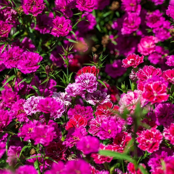 Sweet William Double Duplex Mix