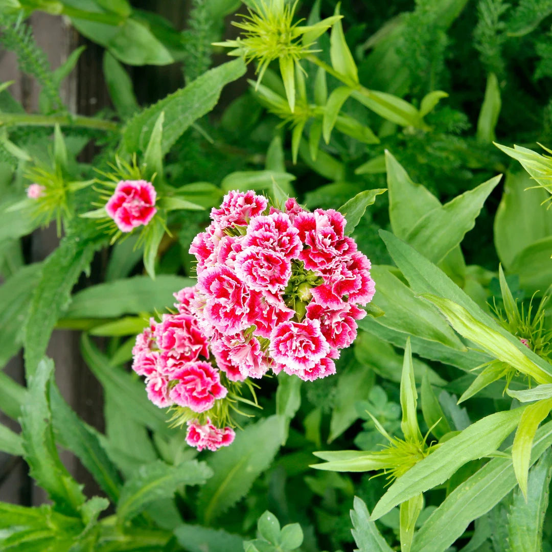 Sweet William Double Duplex Mix