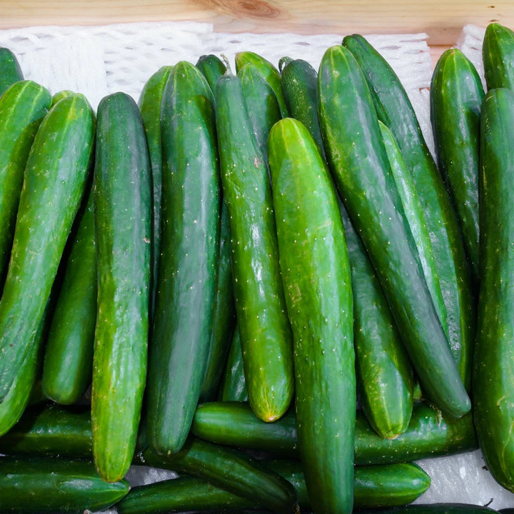 Tasty Green Burpless Cucumber