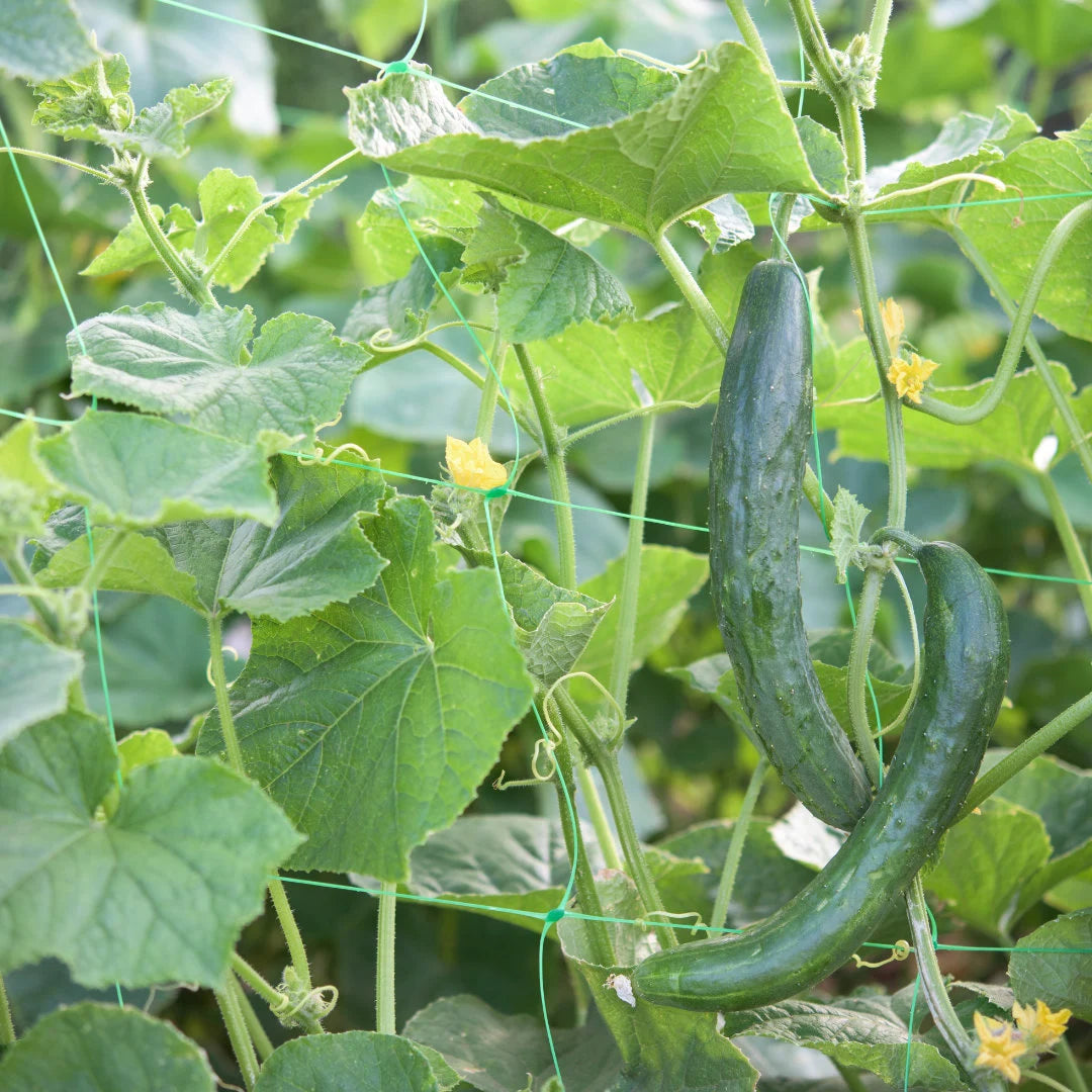 Tasty Green Burpless Cucumber