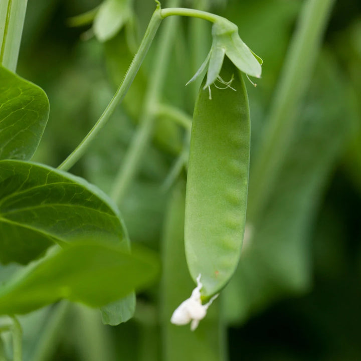 Tender Sweet Snap Pea