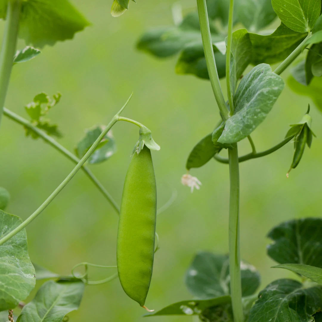 Tender Sweet Snap Pea