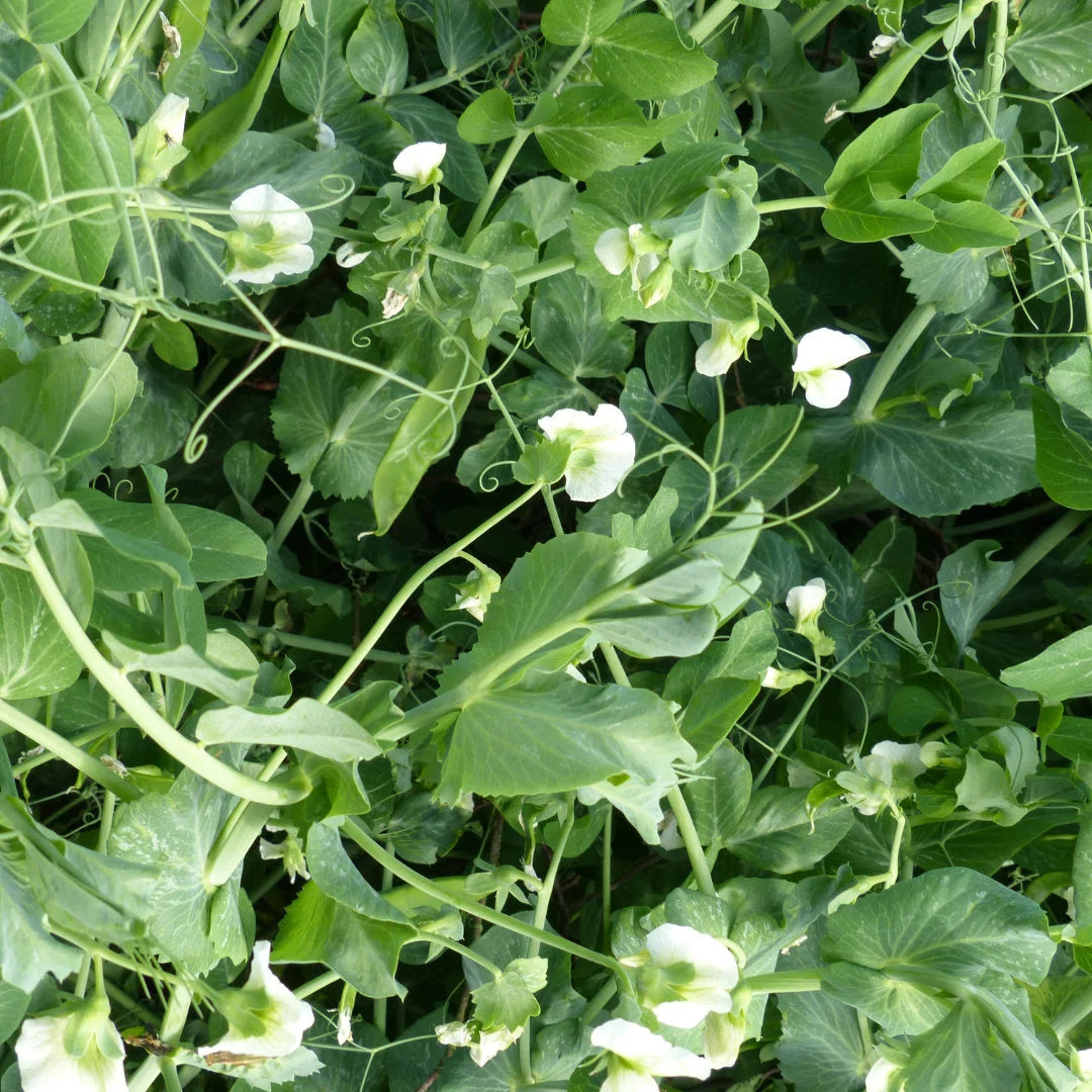 Tender Sweet Snap Pea