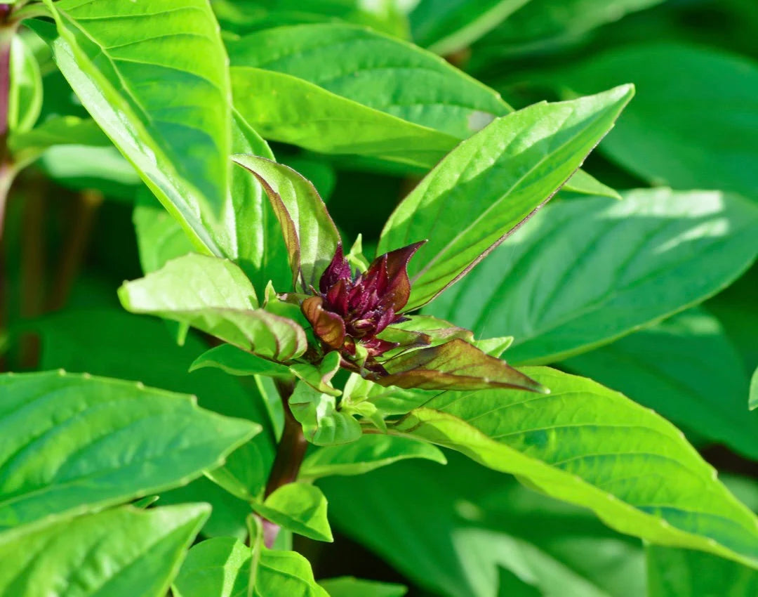 Thai Basil