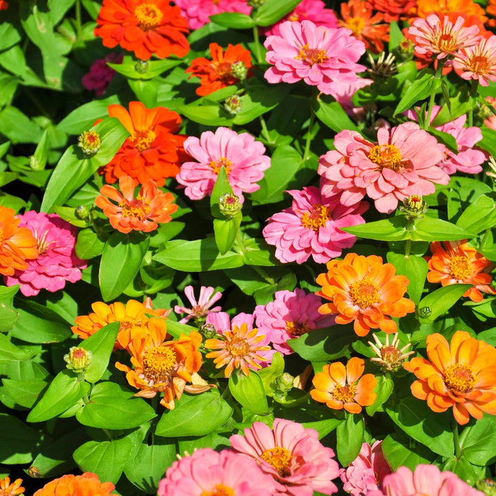 Thumbelina Mix Zinnia