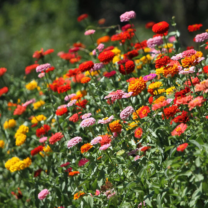 Thumbelina Mix Zinnia