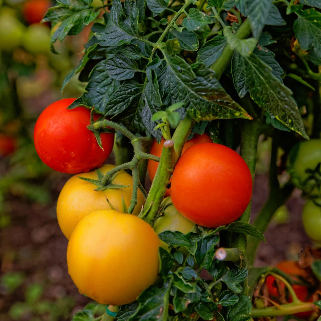 Tiny Tim Tomato