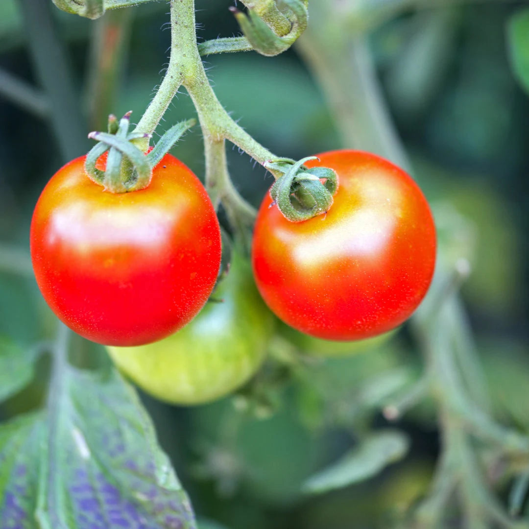 Tiny Tim Tomato