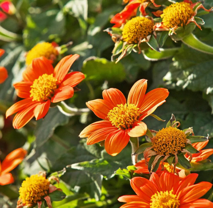 Tithonia/ Mexican Sunflower Fiesta Del Sol